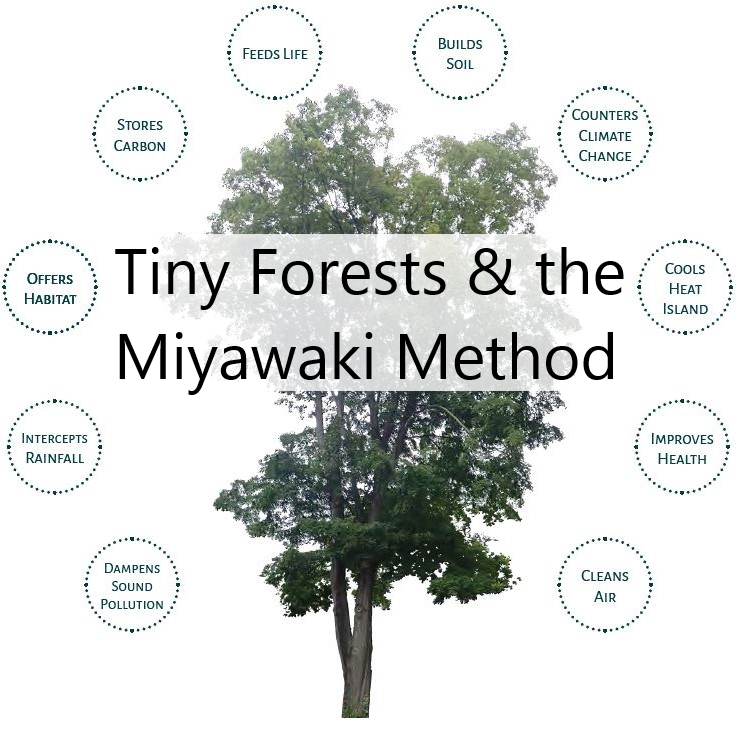 Miyawaki Forests: Image of tree with captions: Stores carbon, Feeds life, Builds soil, Counters climate change, Cools heat island, Improves health, Cleans air, Dampens sound pollution, Intercepts rainfall, Offers habitat